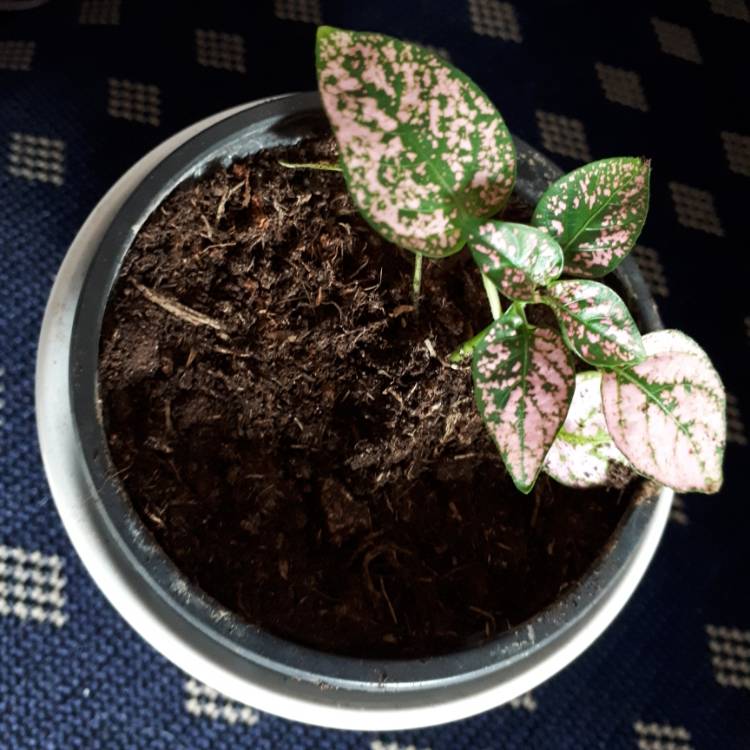 plant image 1113743 plant image 1113743