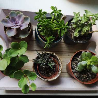 Nina's garden