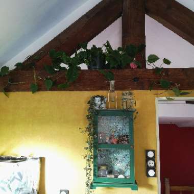 Nina's garden