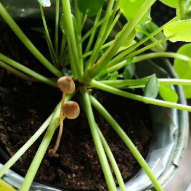 Chinese Money Plant