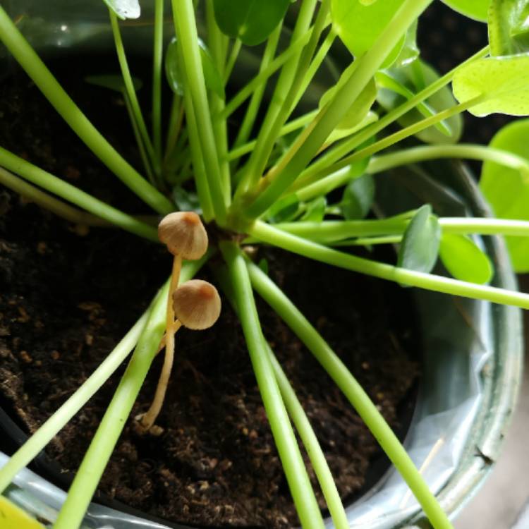 plant image 1161915