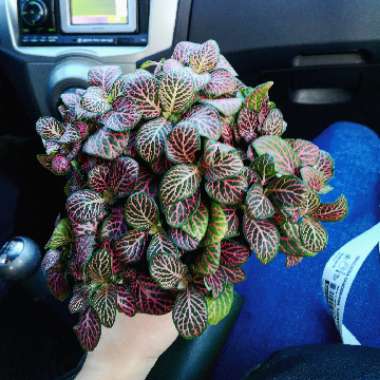 Nerve Plant