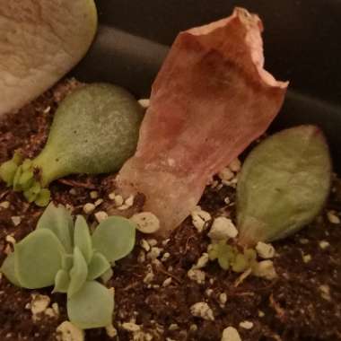 Nina's garden