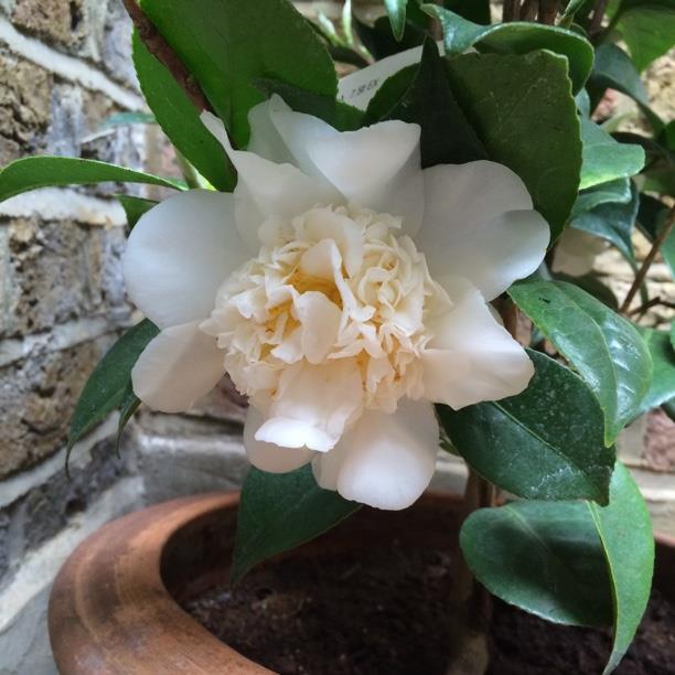 Plant image Camellia japonica 'Nuccio's Pink Lace'