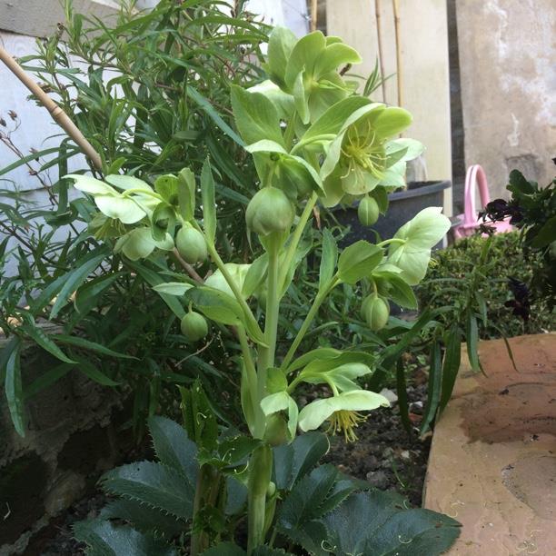 plant image 998