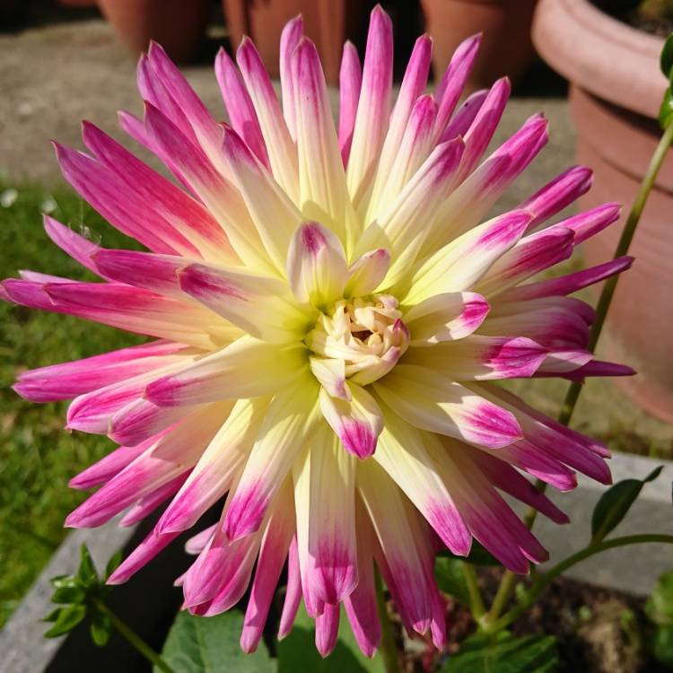 Plant image Dahlia 'Tahiti Sunrise'