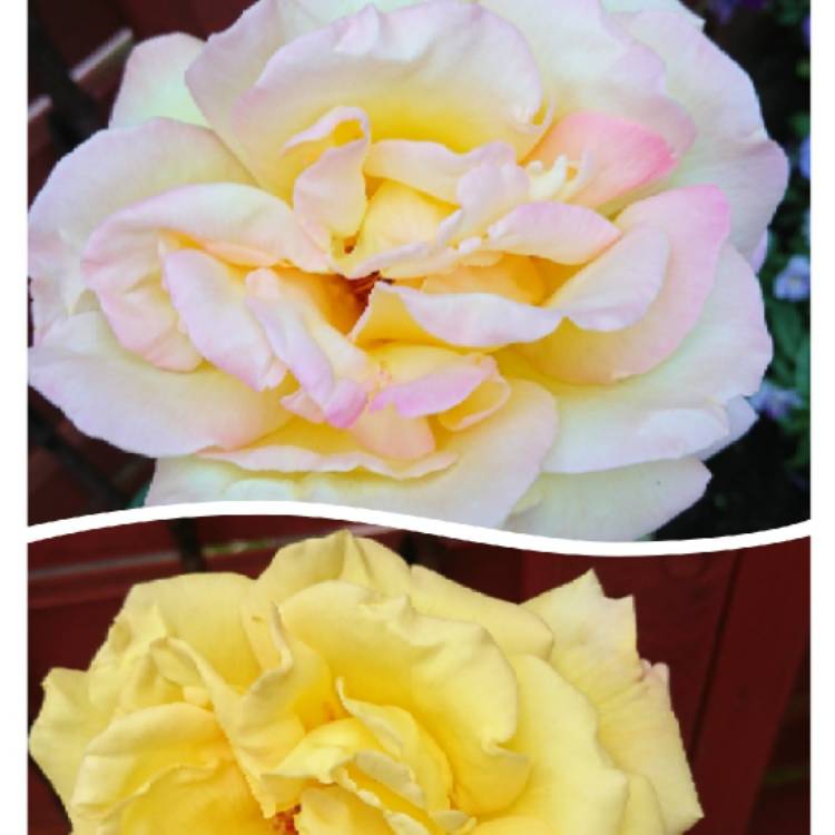 Plant image Rosa 'Love and Peace'