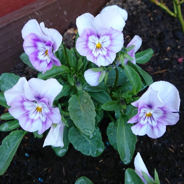 Plant image Viola sorbet 'Coconut Swirl'