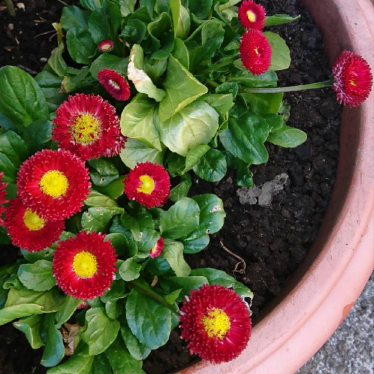 Plant image Bellis Perennis 'Romi Red'