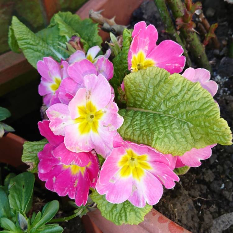 Plant image Primula 'Scentsation Raspberry Ripple'