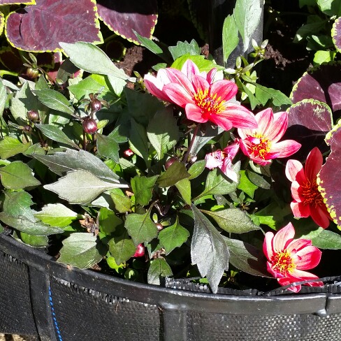 plant image 147722