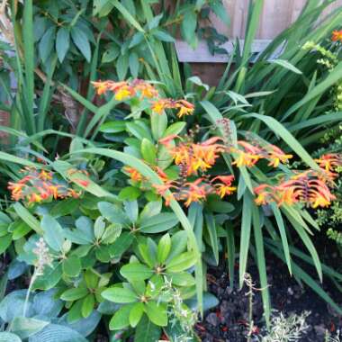 Montbretia