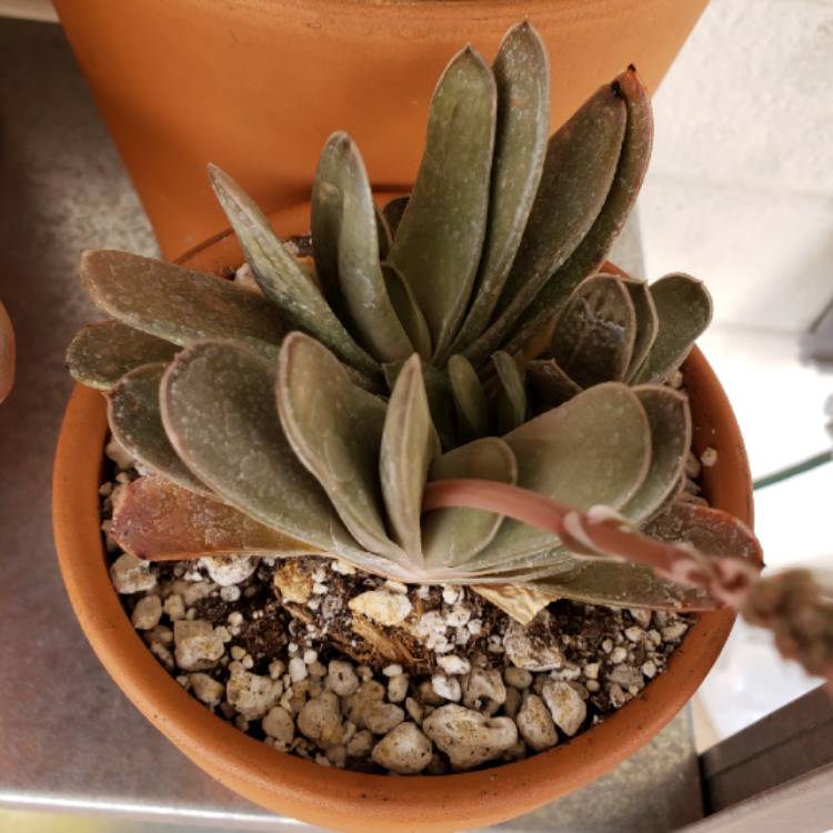 Plant image Gasteria Glomerata