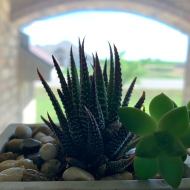 Hankey Dwarf Aloe