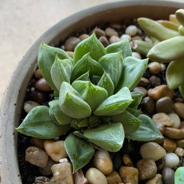Haworthia Cuspidata