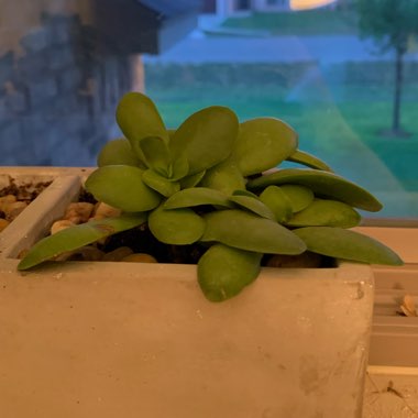 Jade Plant