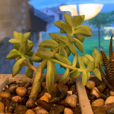 Madelyn's garden