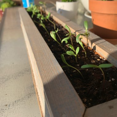 Madelyn's garden
