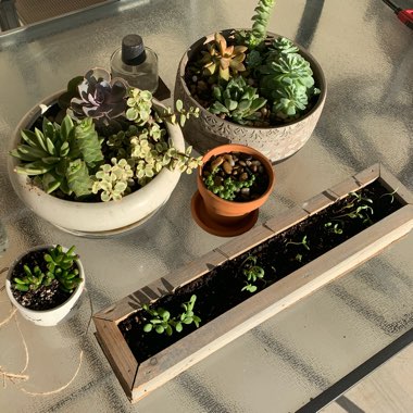 Madelyn's garden