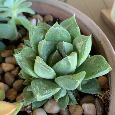 Haworthia 'Cuspidata'