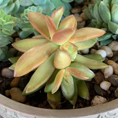 Sedum 'Adolphi'