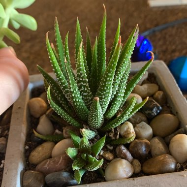 Hankey Dwarf Aloe