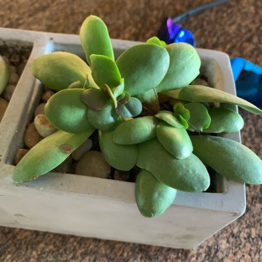 Jade Plant