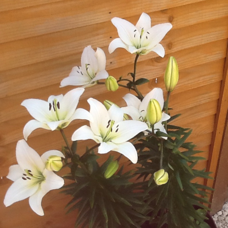 Nicky's garden