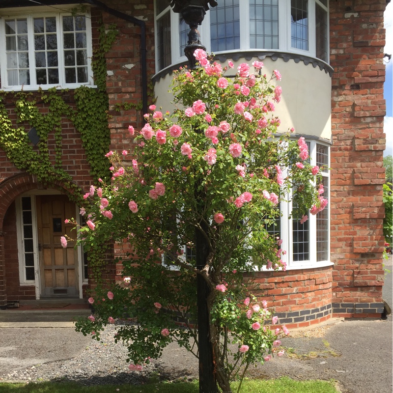 Trish's garden