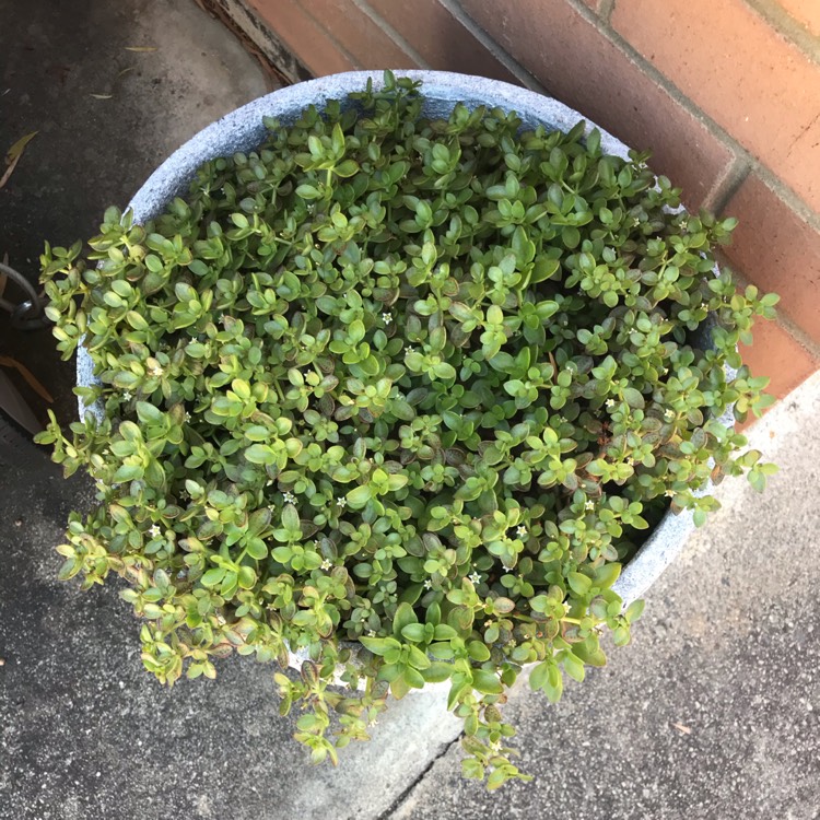 plant image 1194850