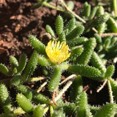 Delosperma echinatum syn. Delosperma pruinosum