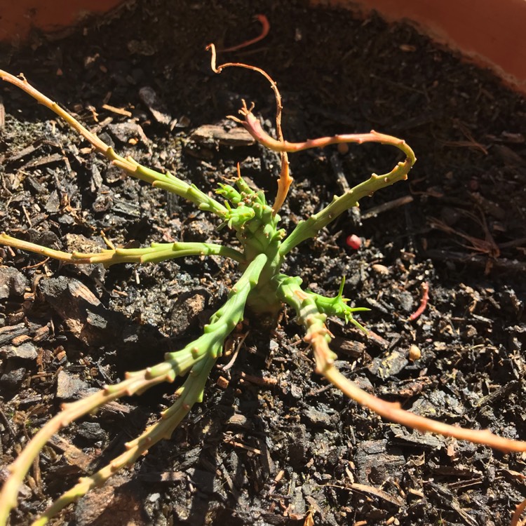 plant image 904669