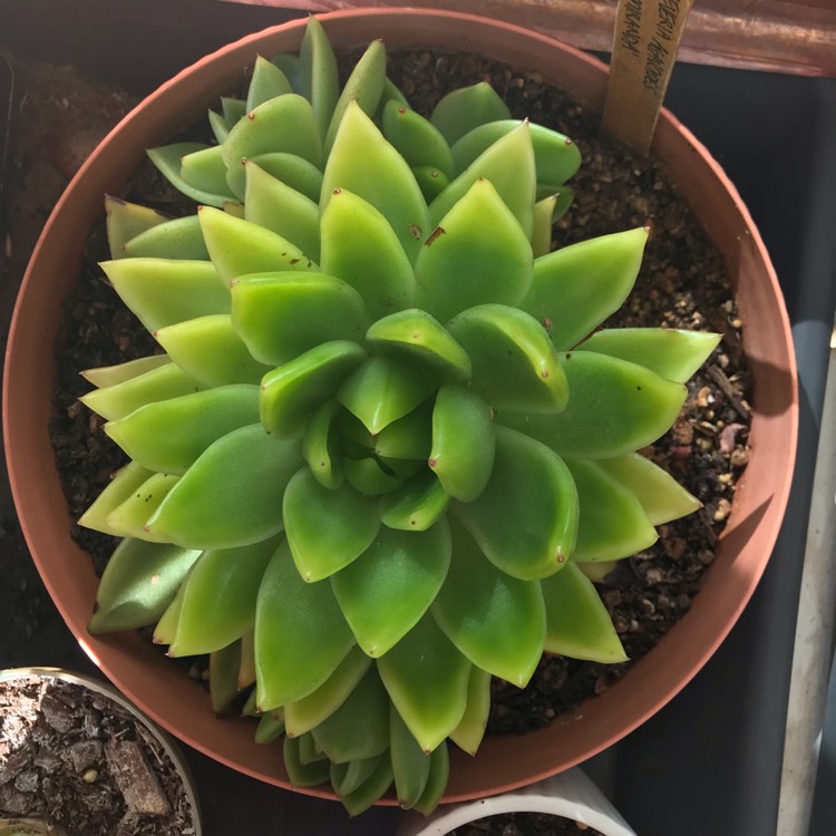 Plant image Echeveria Agavoides Miranda