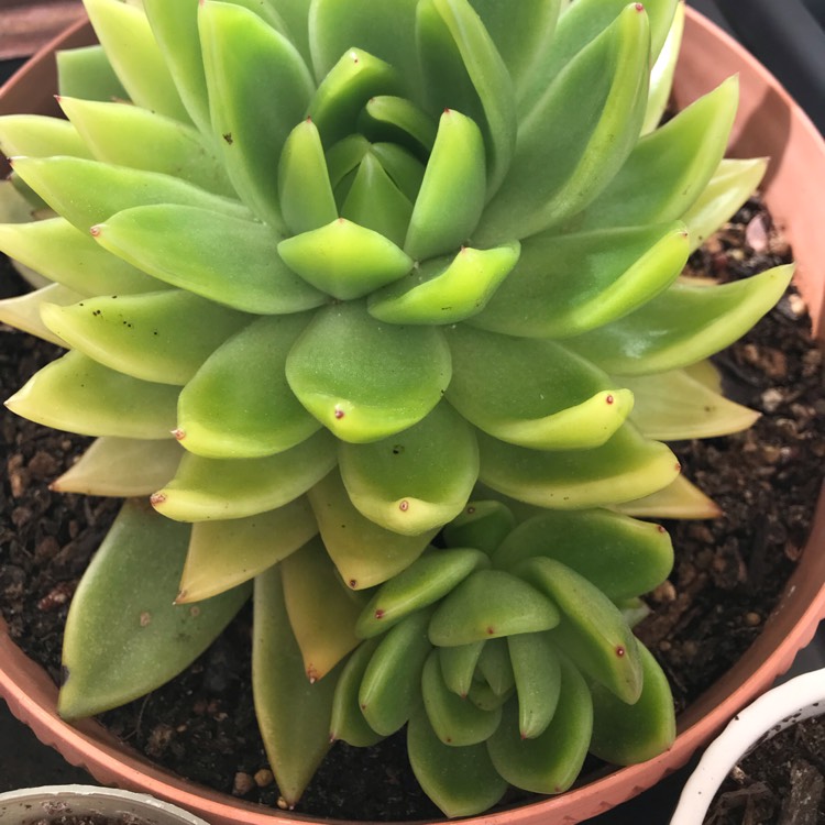 Plant image Echeveria Agavoides Miranda