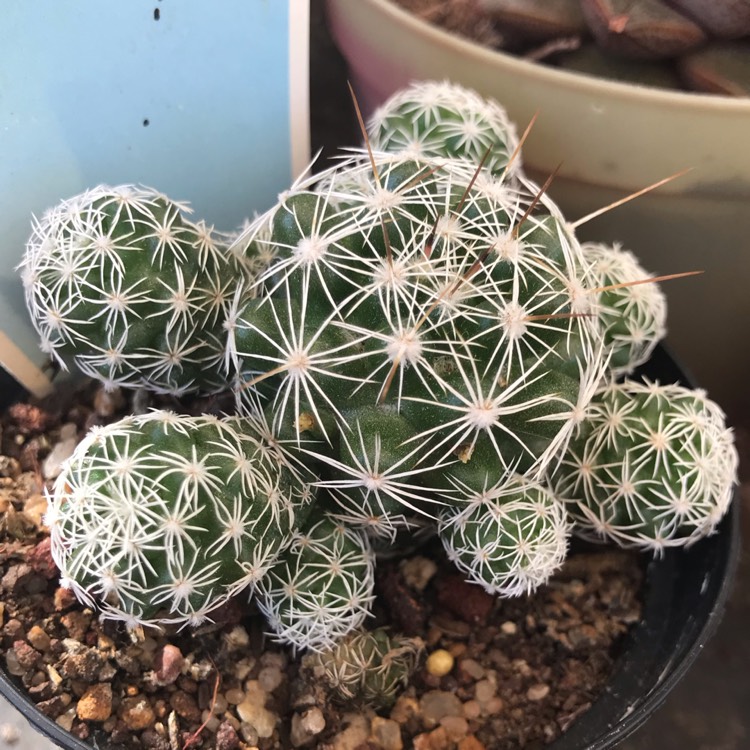 plant image 904776