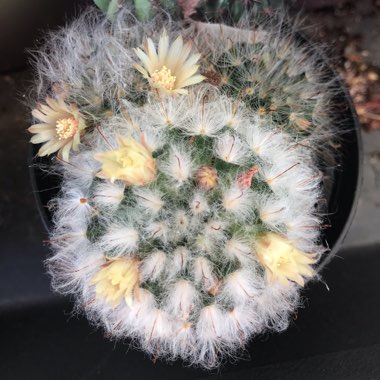 Mammillaria bocasana
