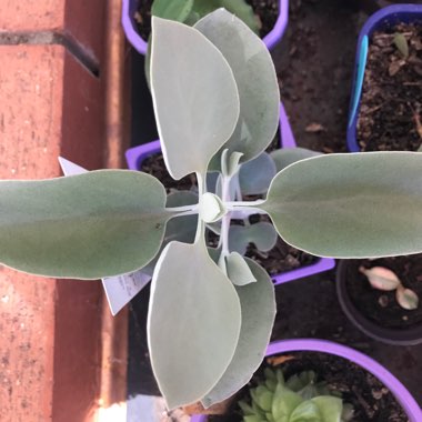 Kalanchoe Bracteata