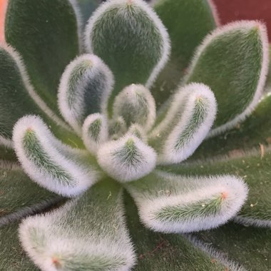 Echeveria Doris Taylor