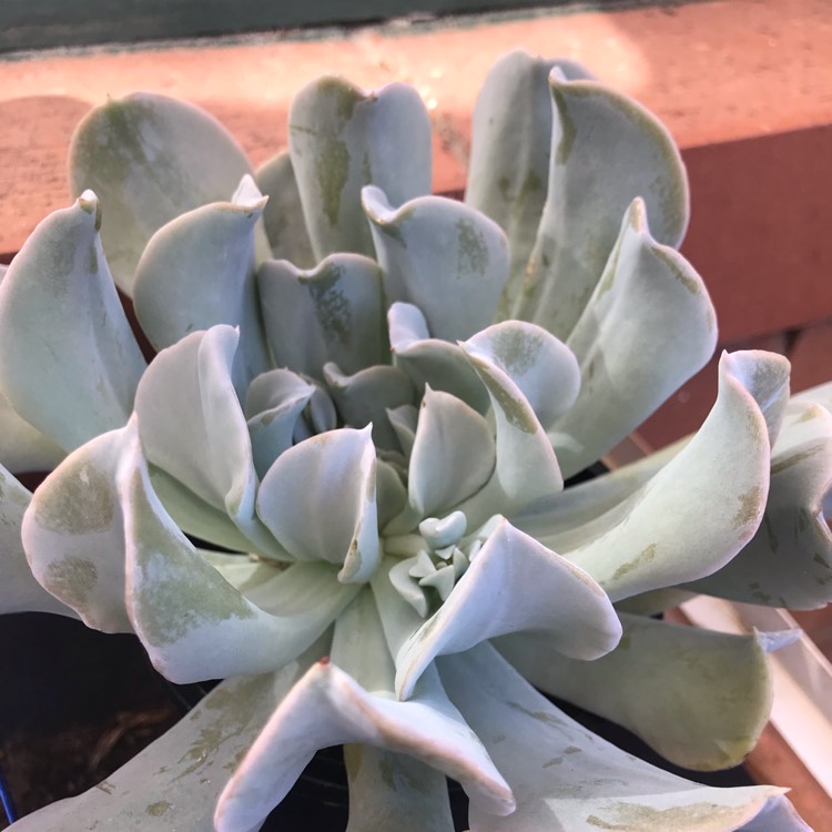 plant image 904889