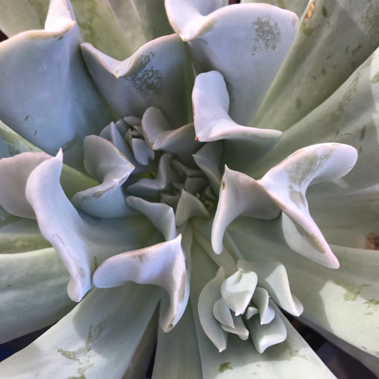 plant image 904890