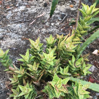 Aloe 'Juvenna'