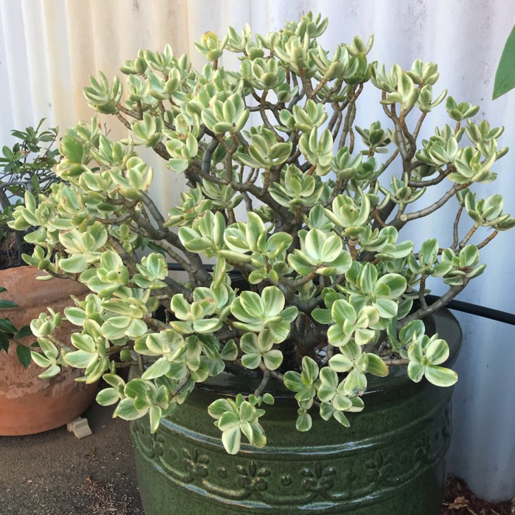 plant image 905114