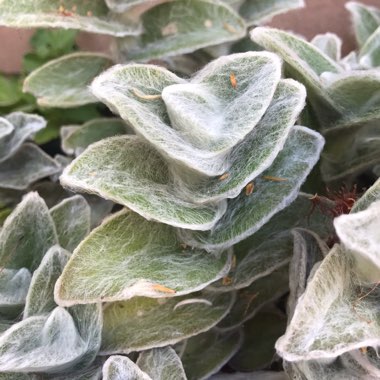 Tradescantia sillamontana