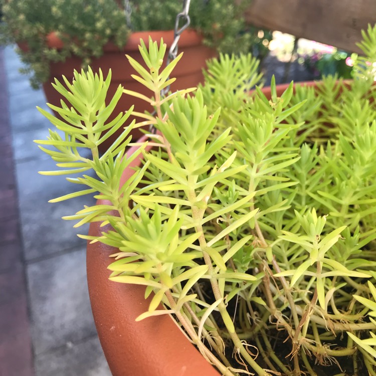 plant image 905212