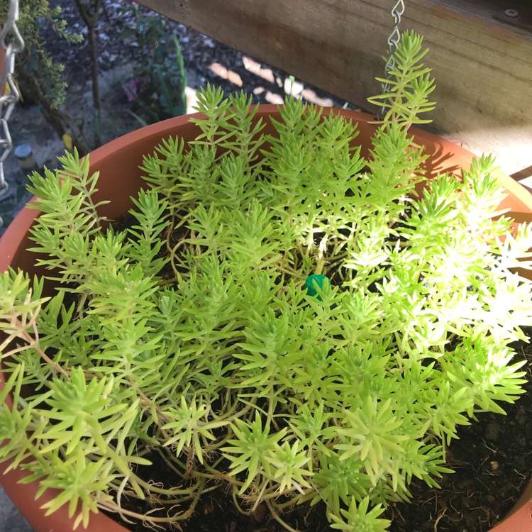 plant image 905214