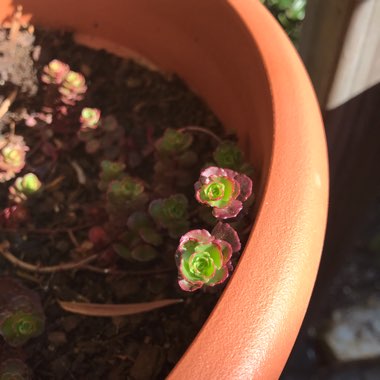 Sedum Spurium Schorbusers Blut