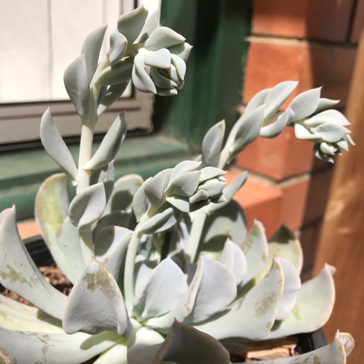 plant image 919097