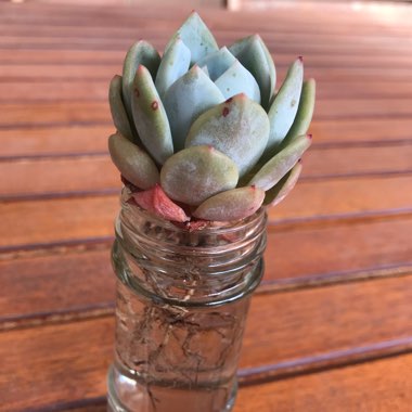 Echeveria Monroe