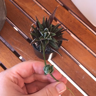 Haworthiopsis Attenuata