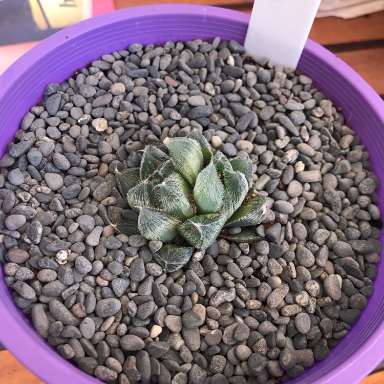Plant image Haworthia Cooperi var. Venusta